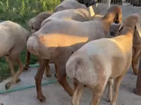 نعجة, Arashan sheep — الصورة 4