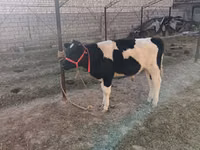 Bulle, Russian Black pied cattle — Foto 2