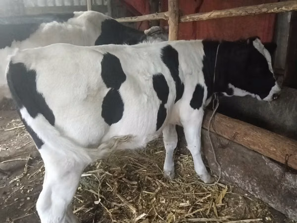 Kuh, Russian Black pied cattle