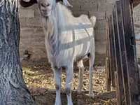 बकरा, Saanen goat — फ़ोटो 1
