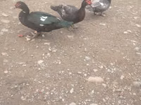 Ducks — 照片 2