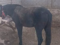 Caballos (lote, sexo no especificado), Caballos — foto 2