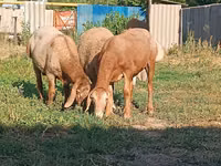 Widder, Arashan sheep — Foto 4