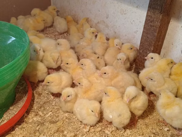 Chickens