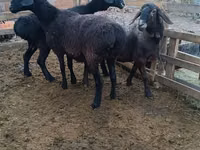 Widder, Edilbay sheep — Foto 2