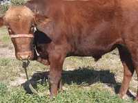 Toro, Ganado vacuno — foto 4