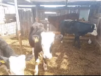 Bulle, Simmental cattle — Foto 4