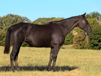 Yegua, Quarter Horse — foto 2