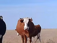 Vaca, Latvian Blue cattle — foto 2