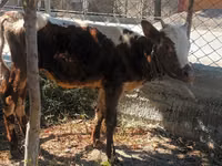 母牛, Cattle — 照片 1