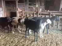 Schaf, Tian-Shan semifinewool sheep — Foto 5