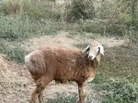 Sheep, Arashan sheep — photo 4