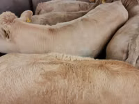 Rinder (Partie, Geschlecht nicht angegeben), Charolais cattle — Foto 5