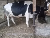 Vaca, Russian Black pied cattle — foto 4
