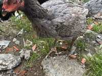 Guinea fowl — Foto 1
