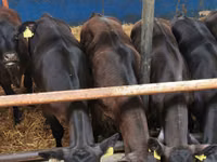 Rinder (Partie, Geschlecht nicht angegeben), Simmental cattle — Foto 5