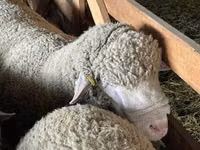 Widder, Ile-de-France sheep — Foto 3