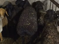 母羊, Sheep — 照片 1