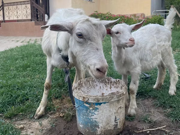 母山羊, Goats — 哈萨克斯坦