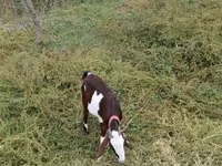 عنزة, Beetal goats — الصورة 3