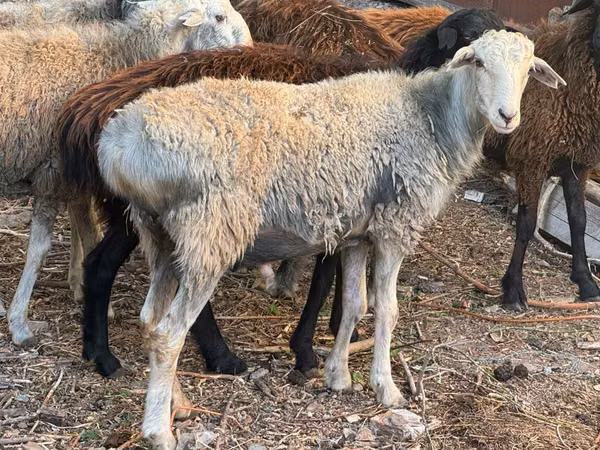 Oveja, Ovejas — Kazajistán