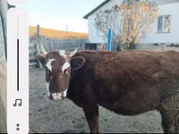 母牛, Cattle — 照片 2
