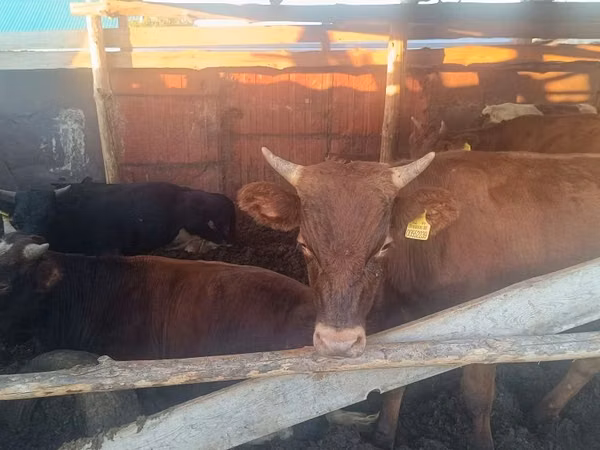 公牛, Simmental cattle — 哈萨克斯坦