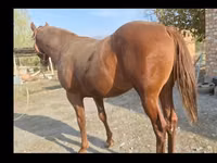 حصان, Thoroughbred horse — الصورة 5