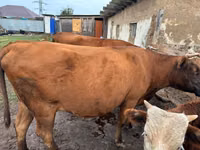 Vaca, Latvian Blue cattle — foto 8