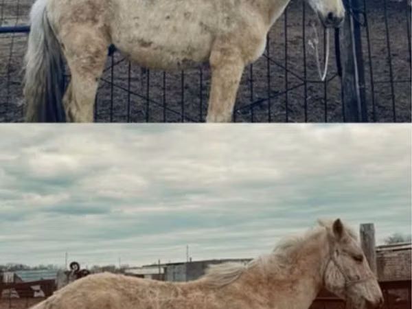 Stute, Horse breed — Kasachstan