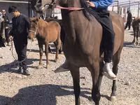 Stute, Friesian sport horse — Foto 5