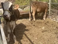 公牛, Cattle — 照片 2