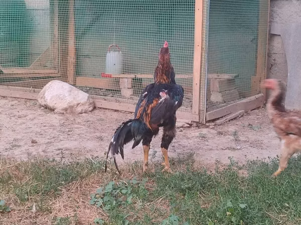 Chickens — Kirgisistan