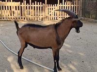 تيس, Alpine goat — الصورة 4