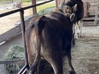 母牛, Cattle — 照片 5