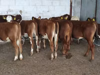 Kuh, Holstein-Rasse — Foto 4