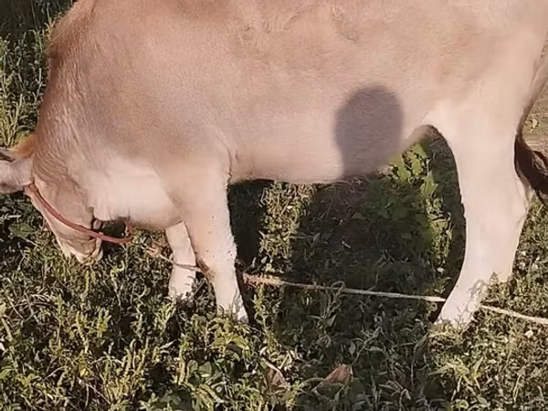 母牛, Cattle — 吉尔吉斯斯坦