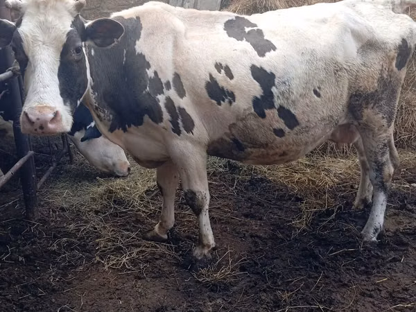 Rinder (Partie, Geschlecht nicht angegeben), Russian Black pied cattle