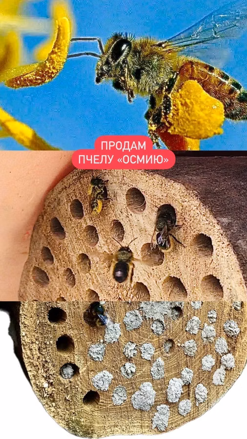 Продам запечатанные бревна пчелы "ОСМИЯ"