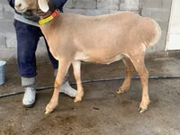 نعجة, Arashan sheep — الصورة 2