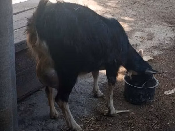 عنزة, Alpine goat