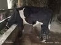 Qoramol (partiya, jinsi ko‘rsatilmagan), Russian Black pied cattle — 8-rasm