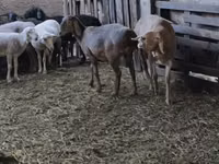 मेढ़ा, Arashan sheep — फ़ोटो 4