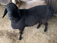 मेढ़ा, Hissar sheep — फ़ोटो 3