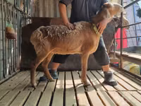 Қошқар, Arashan sheep — 7-сурет