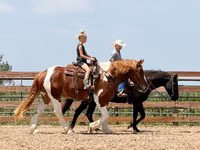 Aygʻir, Pinto horses — 7-rasm