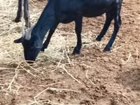 Cabro, Nubian Goat — foto 2