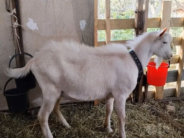 Ziegenbock, Saanen goat