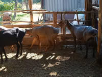 Ram, Sheep — photo 3