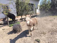 Vaca, Ganado vacuno — foto 3